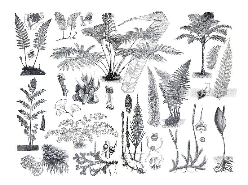 巨大的蕨类植物收集。不同的蕨类植物。手绘复古雕刻插图。folliage植物。热带收集树叶。