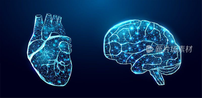 人类的心脏和大脑。线框低多边形风格。摘要现代三维矢量插图深蓝色背景