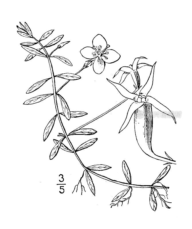 古植物学植物插图:弓形路德维吉安塔，小弯曲荚状路德维吉安塔