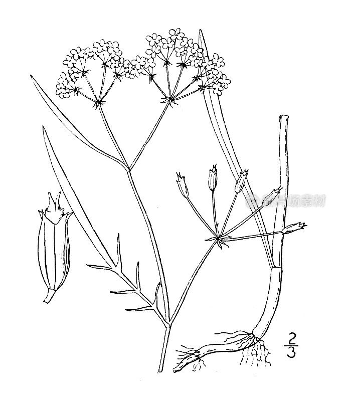 古植物学植物插图:犬牙草、犬牙草