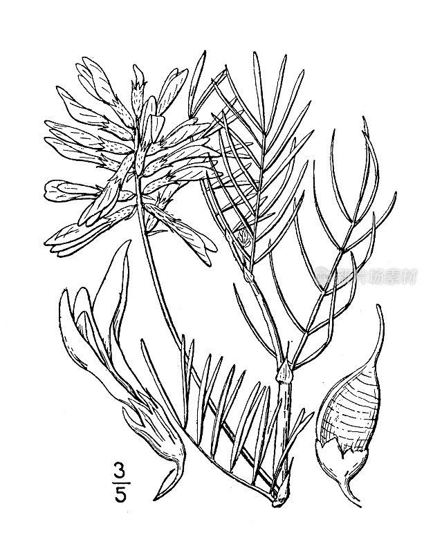 古植物学植物插图:果胶黄芪，野豌豆