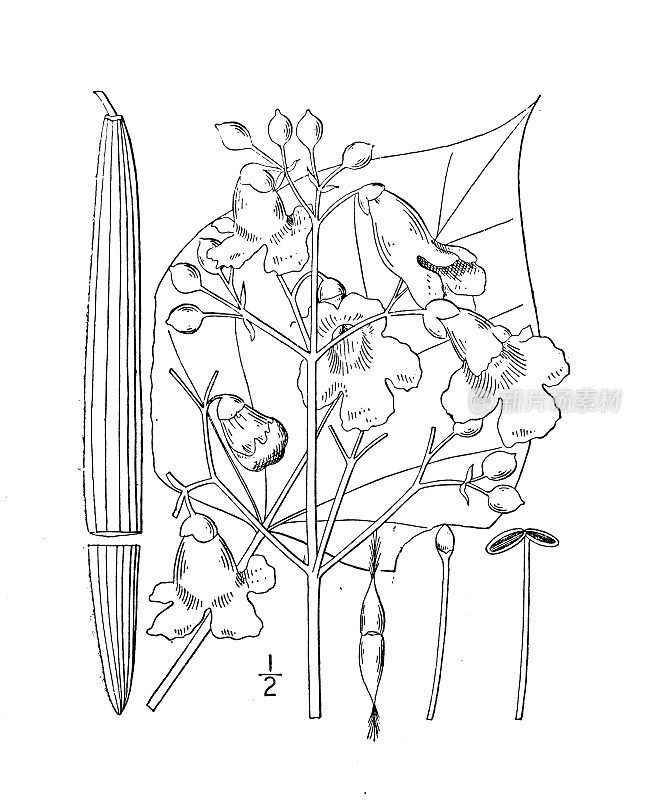 古植物学植物插图:梓树、梓树