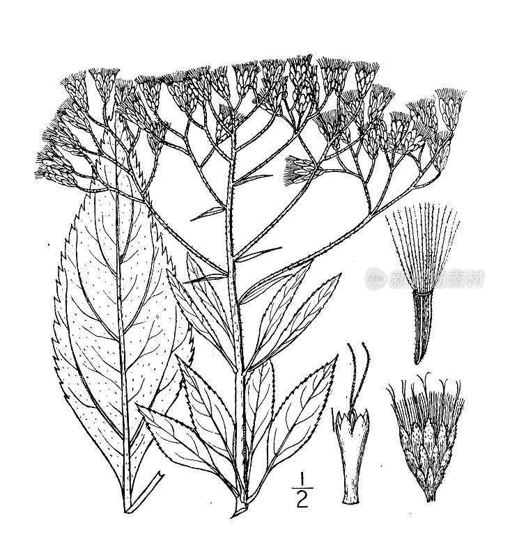 古植物学植物插图:紫茎泽兰，花斑菊苣