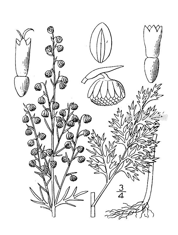 古董植物学植物插图:蒿，罗马艾草