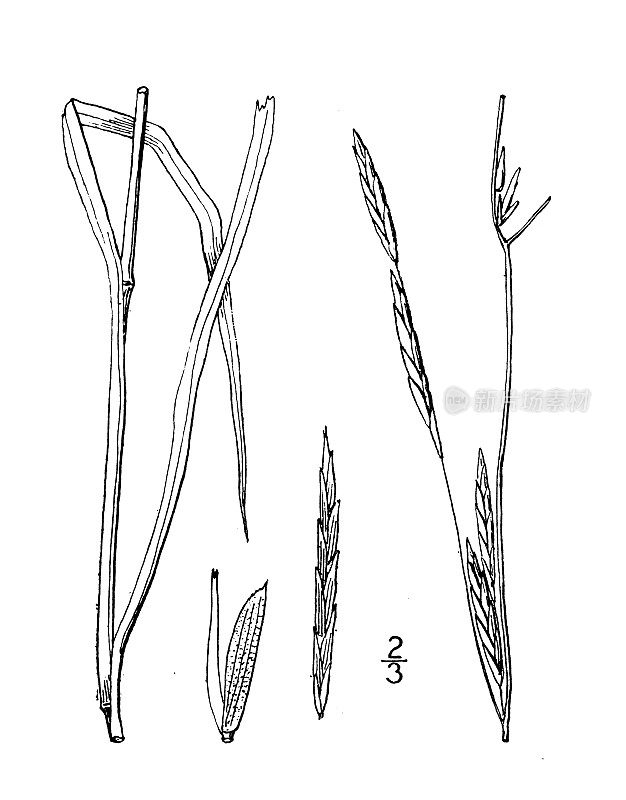 古植物学植物插图:短叶芥、短叶甘露草