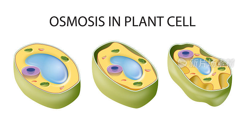 植物细胞渗透作用示意图