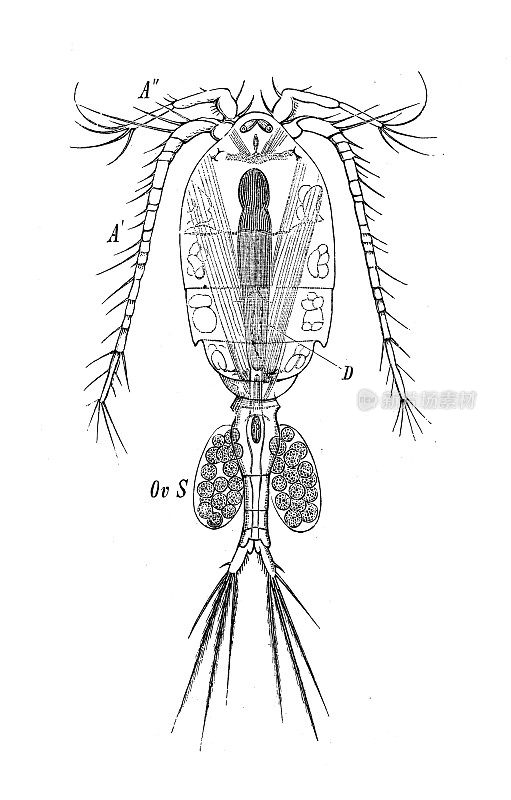 古代生物动物学图像:独眼眼