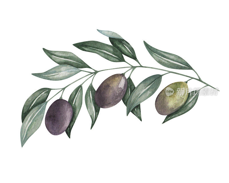 水彩插图。手绘树枝的黑色和绿色橄榄与树叶。橄榄树。地中海的水果。植物元素。孤立的自然剪贴艺术的横幅，广告，印刷品