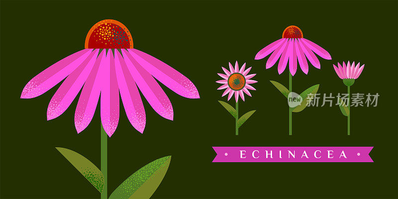 紫锥菊矢量图。孤立的花和叶。茶叶，有机化妆品，医药，芳香疗法的详细植物素描