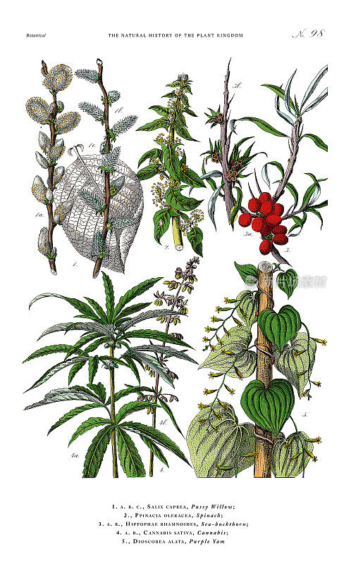 树木和开花植物，植物王国，维多利亚植物插图，大约1853年