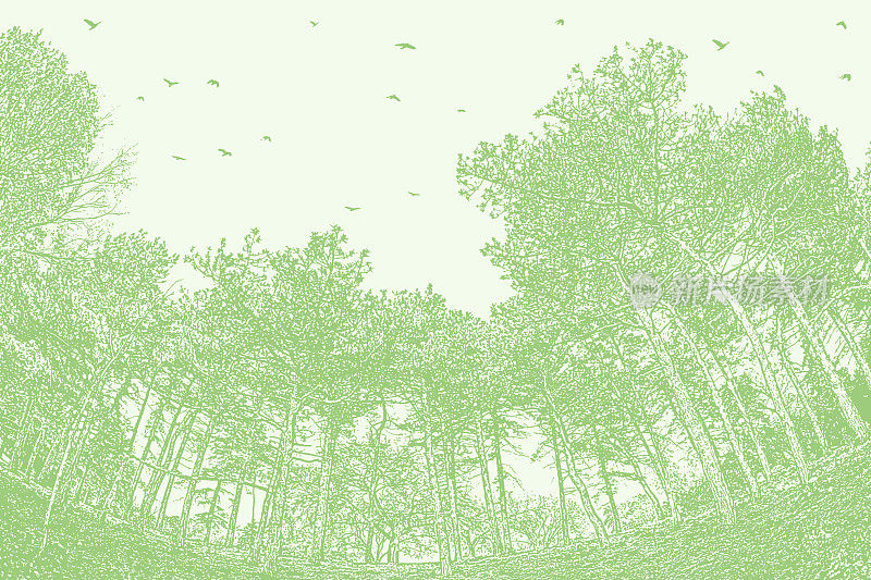 松树和鸟群