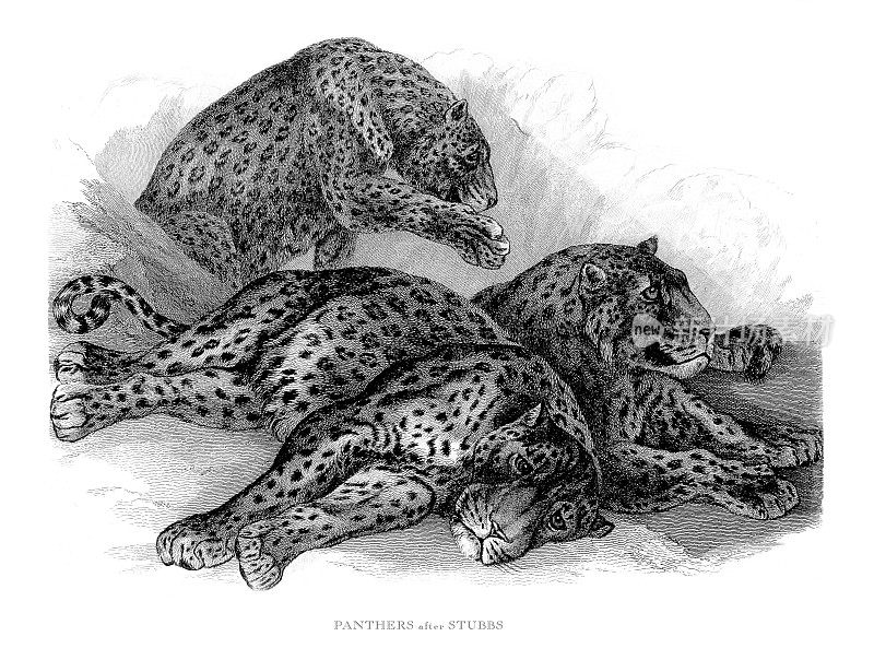 美洲豹在野外雕刻插图