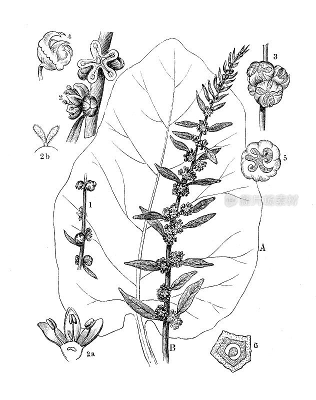 古董植物学插图:甜菜