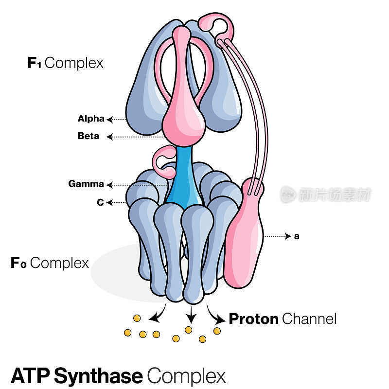 参与ATP合成的ATP合酶也被称为F0F1复合物，存在于线粒体内膜，参与电子传递链载体演示