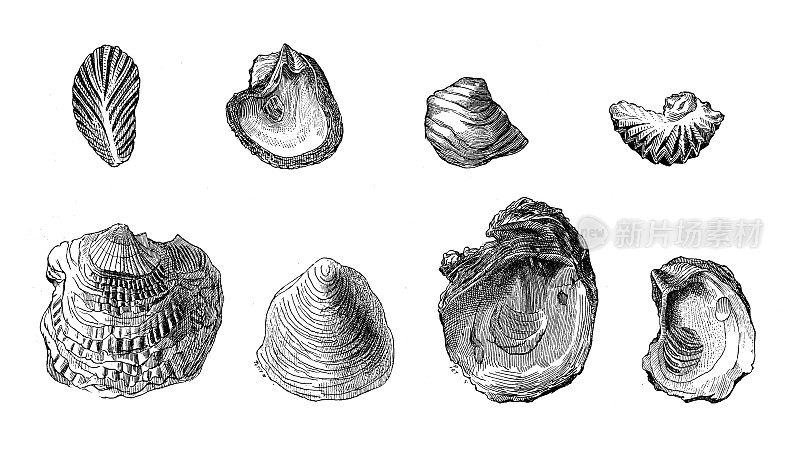 古董插图:牡蛎化石