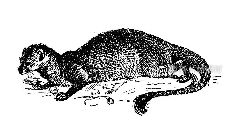 古董插图:猫鼬