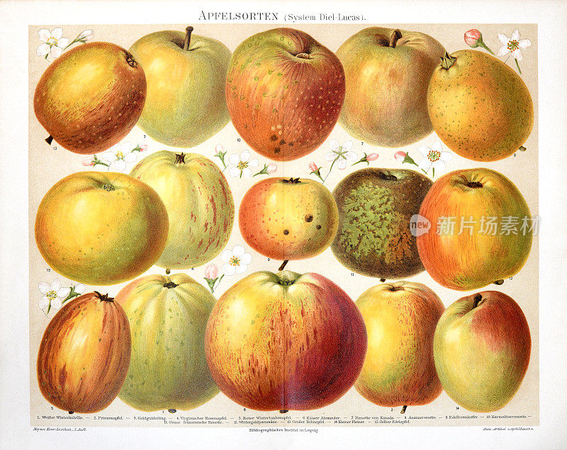 收藏彩色苹果的复古插图。雕刻风格。多汁的苹果。
