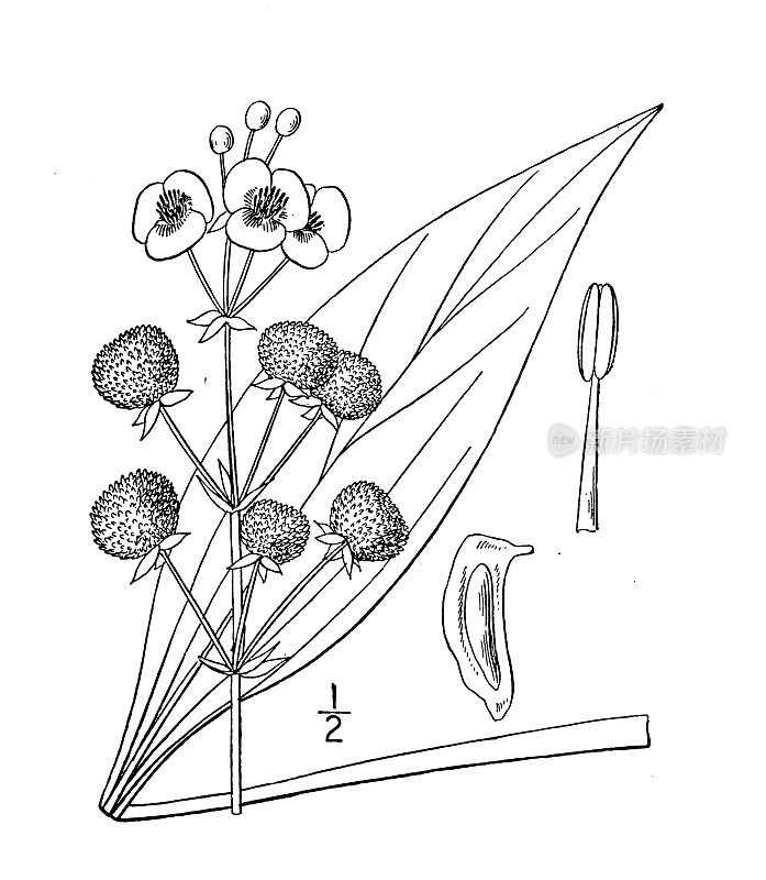 古代植物学植物插图:慈姑，堪萨斯州慈姑