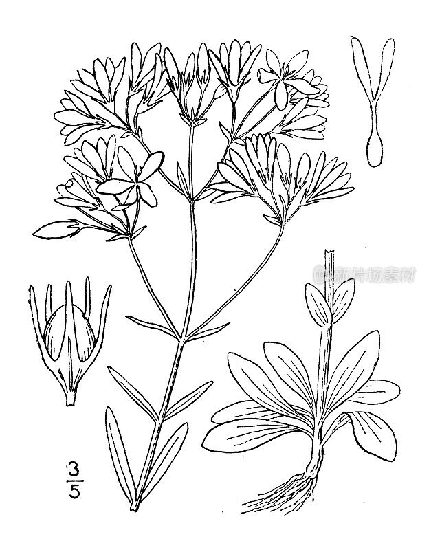 古植物学植物插图:圆锥花萼，分枝花萼