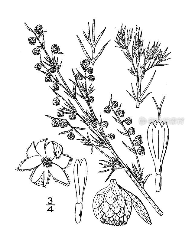 古董植物学植物插图:冷蒿，草地鼠尾草，艾草