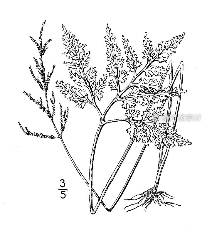 古植物学植物插图:葡萄球菌，切叶葡萄柚