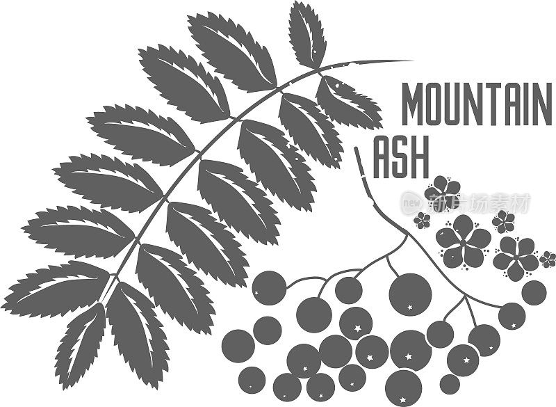 山Ash浆果和花矢量插图