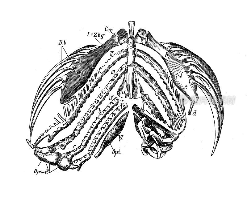 古代生物动物学图像:鲈鱼