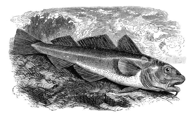 阿拉斯加鳕鱼雕刻1881年