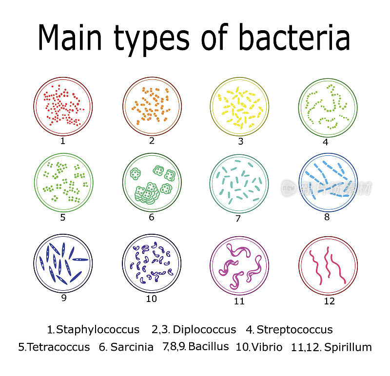 细菌的主要类型