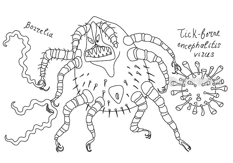 卡通蜱在它的爪子中持有疏螺旋体杆菌和蜱传脑病病毒
