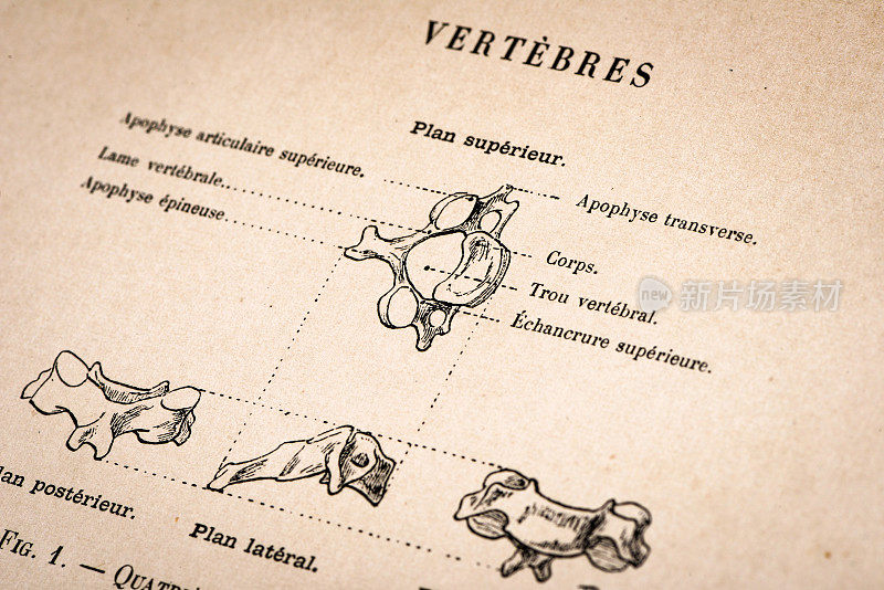 人体解剖插图，来自古董法国艺术书籍:椎体