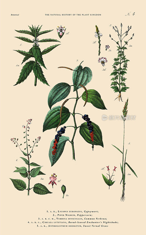 多年生植物，植物王国，维多利亚植物插图，大约1853年