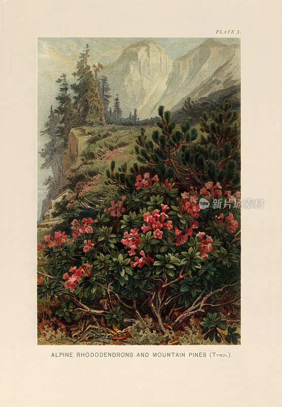 植物自然史，维多利亚植物插图，1897阿尔卑斯杜鹃花和山松