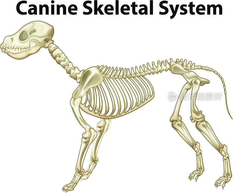 狗的骨骼系统