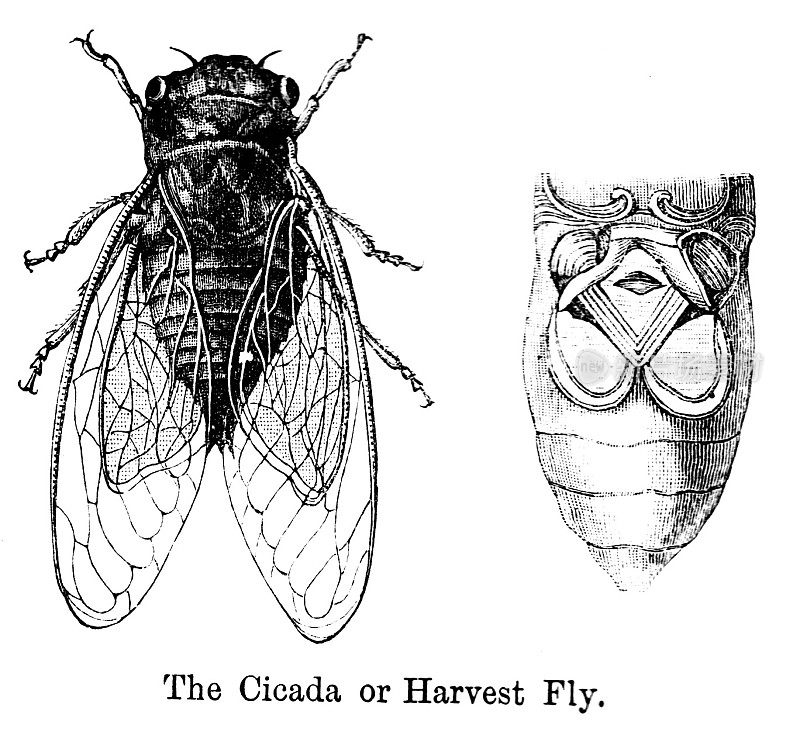 19世纪雕刻的“蝉或收获的苍蝇”;维多利亚时期的昆虫学和昆虫研究星期日杂志，1890