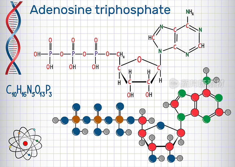 三磷酸腺苷(ATP)分子是细胞内的能量转移，是RNA合成所必需的。笼子里的一张纸。