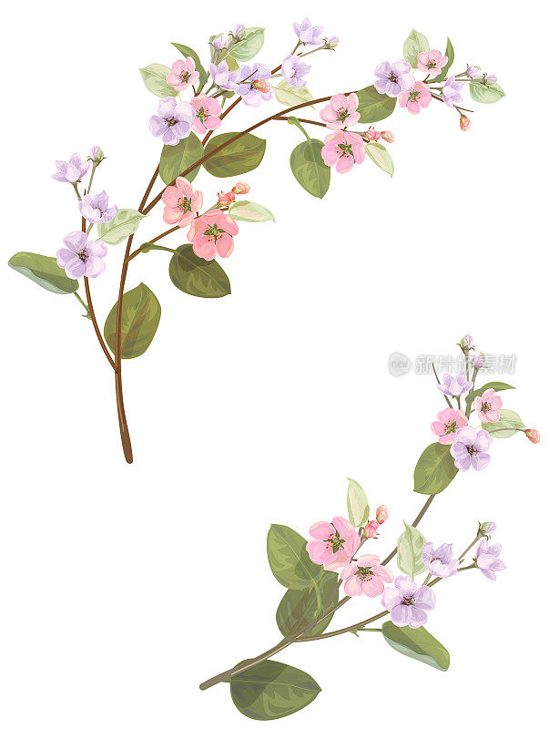春天开花，树枝上开着淡紫色、粉红色的苹果树花。花束浅花，花蕾，绿叶白底。数字绘图，特写水彩风格，复古，矢量