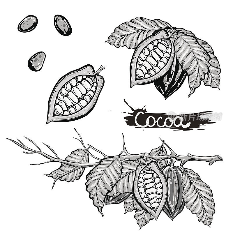 手绘矢量插图的灰色比例可可树枝，树叶，豆子在白色的背景。草图。