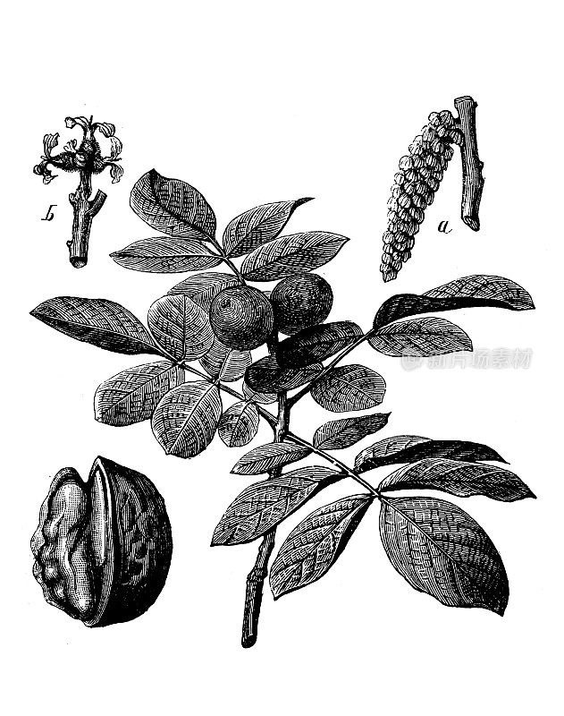 古董植物学插图:核桃树