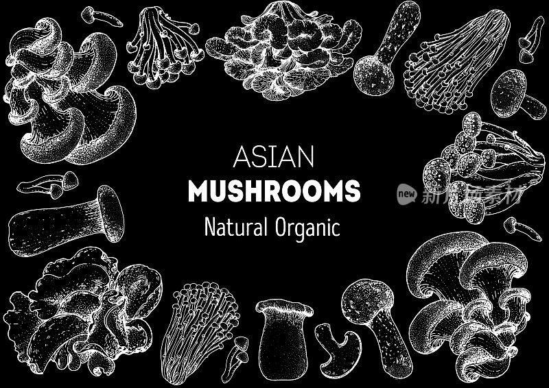 亚洲蘑菇素描集。食用蘑菇手绘。矢量插图集合。手绘的食物。的蘑菇。有机食品。森林蘑菇。健康食品的说明。