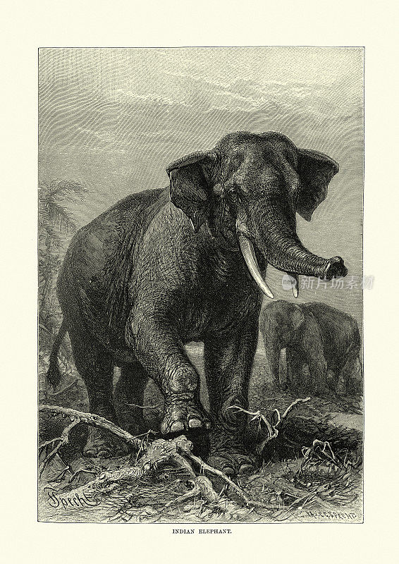 印度多头大象