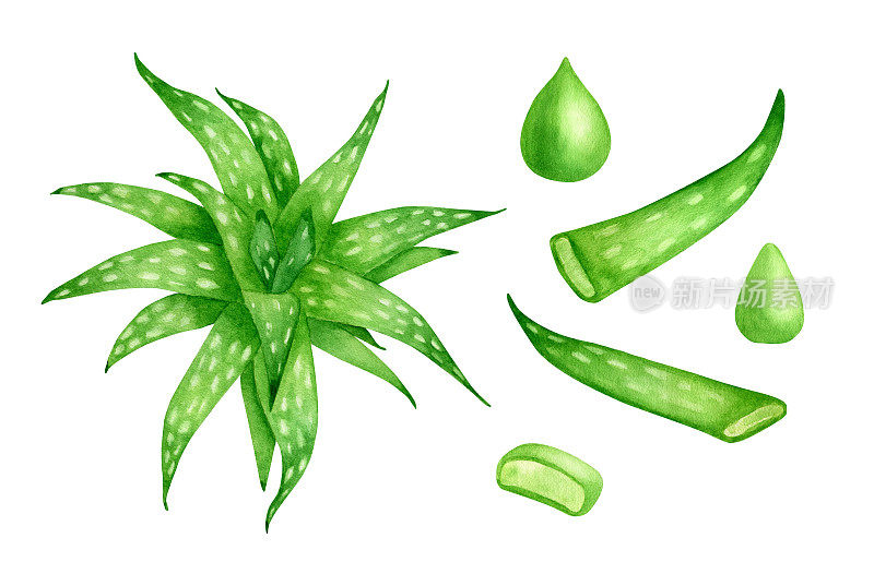 水彩芦荟植物集。手工绘制的新鲜绿色肉质草药，芦荟汁滴，切片的叶子孤立在白色的背景。用于化妆品，包装，皮肤护理的植物学说明。