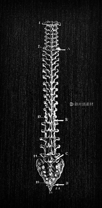 人体解剖骨骼古玩插图:脊柱