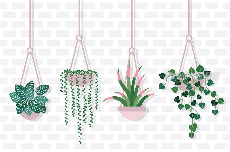 室内植物用绳子挂在砖墙上