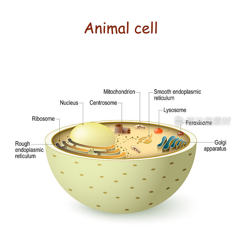动物细胞解剖学。