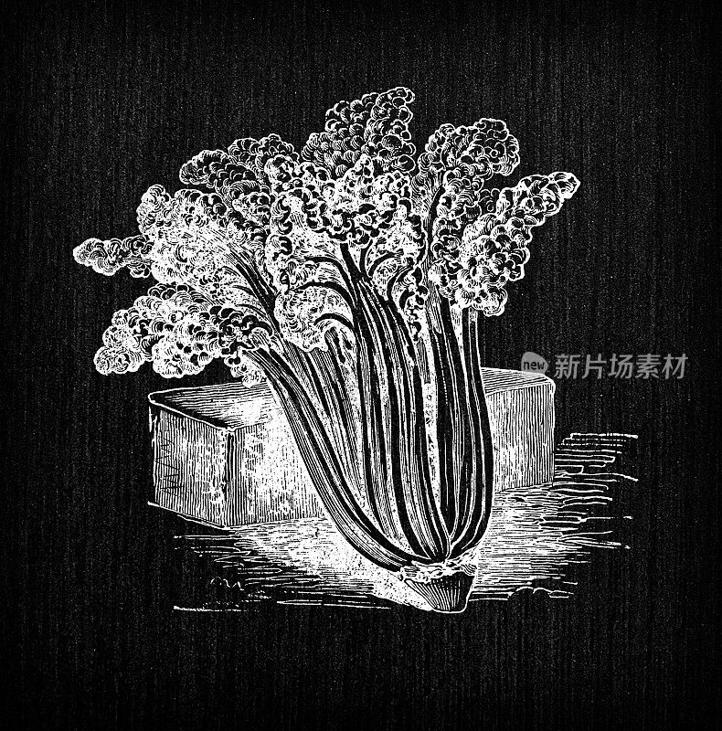 植物学蔬菜植物古董雕刻插图:甜菜，叶甜菜