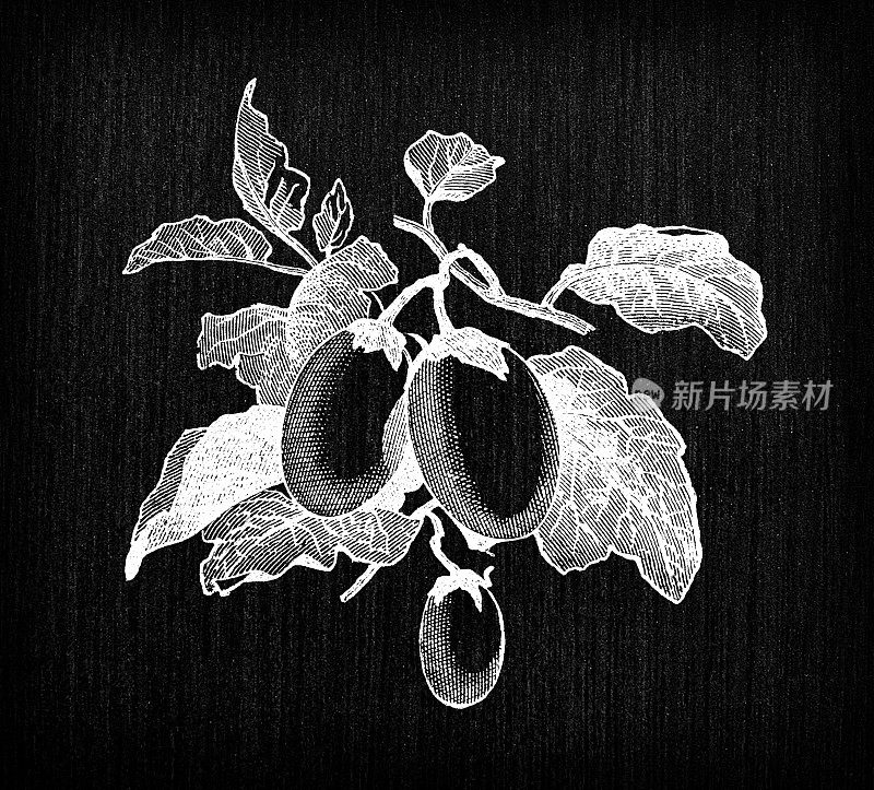 植物学蔬菜植物仿古雕刻插图:白茄子