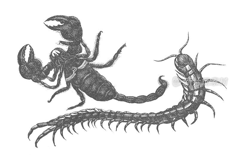 蝎子和千足虫，古董版画插图
