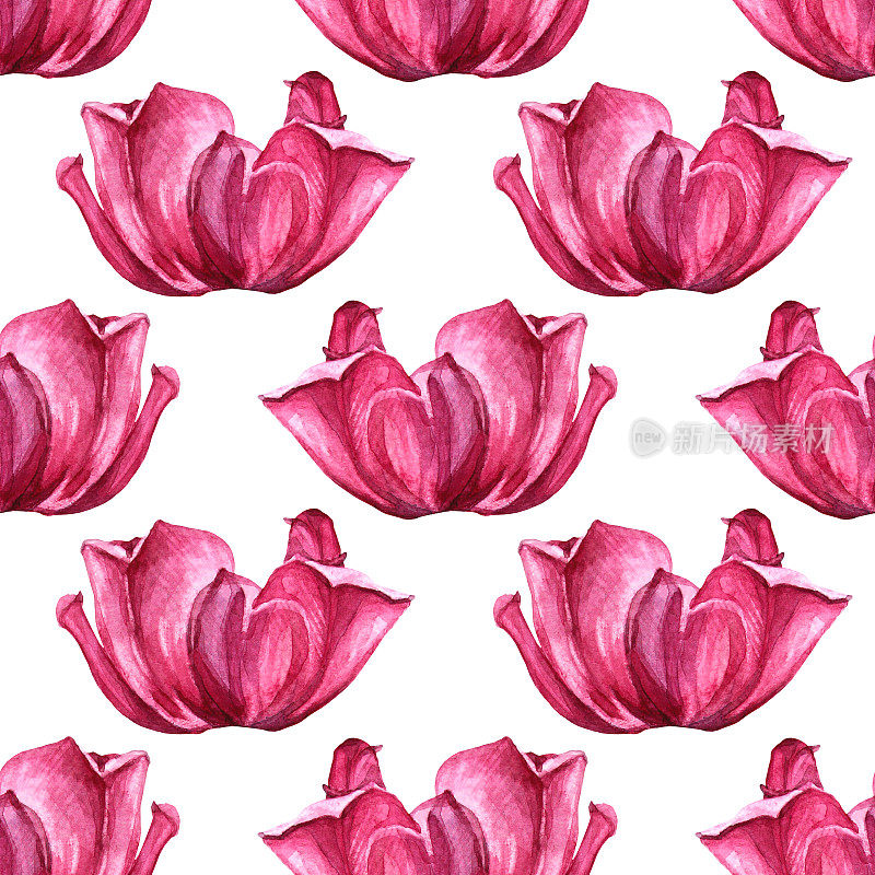 无缝图案水彩红色粉红色郁金香花蕾孤立在白色背景。手绘春花三月八日庆祝卡片。自然艺术墙纸包装速写本花店