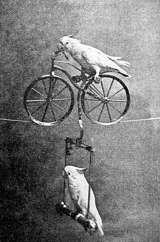 两只金丝雀在绳子上做自行车艺术家